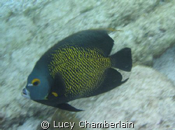 A French Angel Fish, Swimming At Speed! by Lucy Chamberlain 